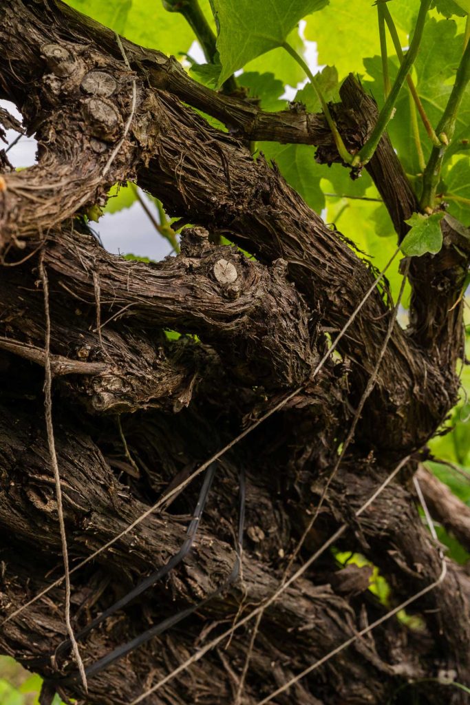 VINOS_ATLANTE_Finca_60 Braided cord technique used on vines.
