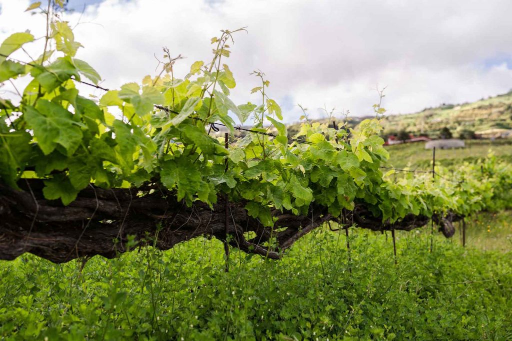 Viñas en la finca de Vinos Atlante.