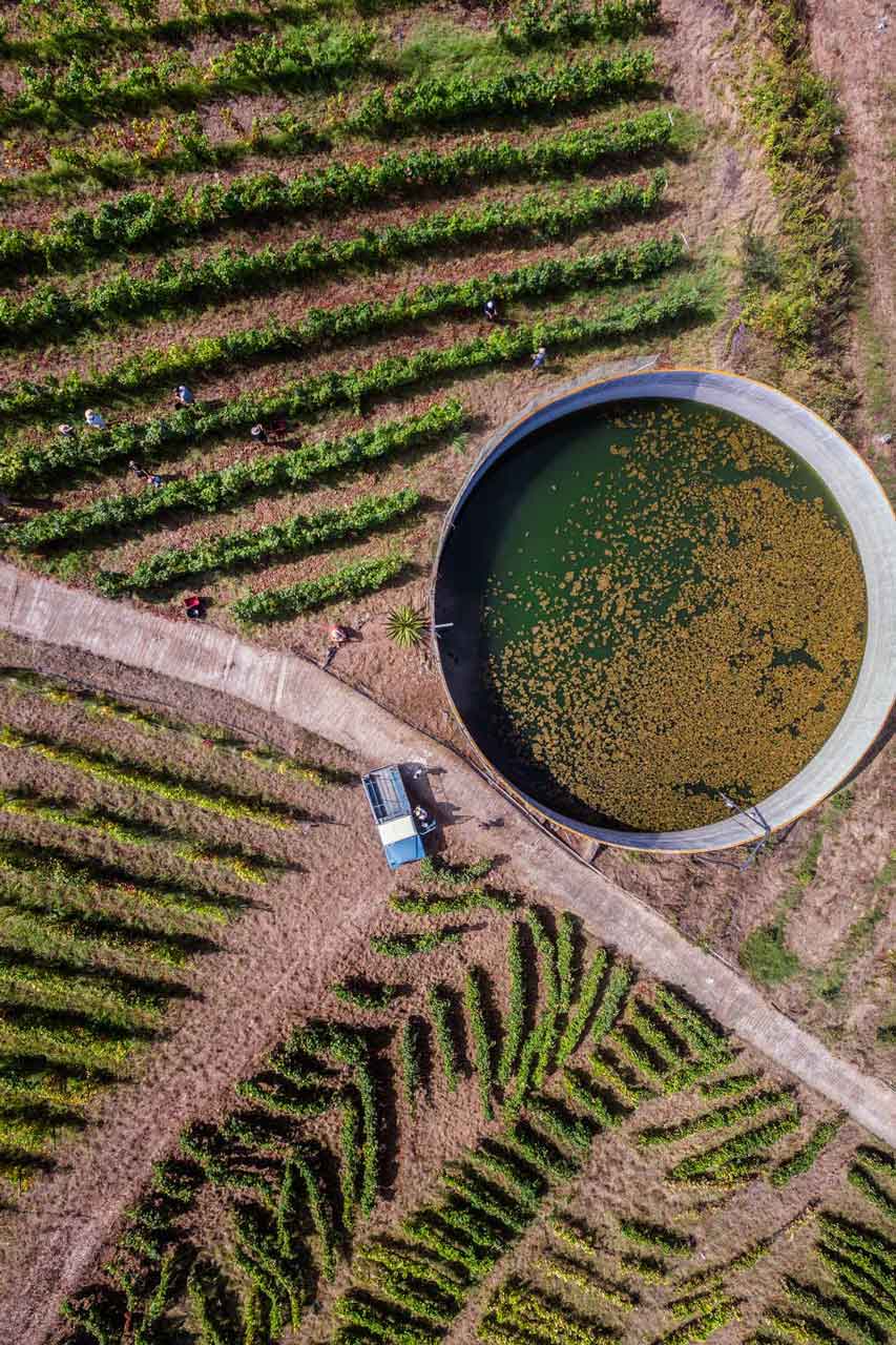 Vista aérea de la finca donde se encuentran los viñedos de Vinos Atlante.
