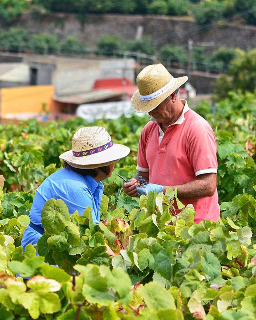 VINOS_ATLANTE_Finca_64 People harvesting grapes on the estate.