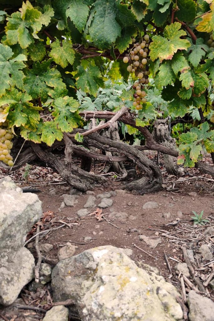 VINOS_ATLANTE_Finca_67 Vineyards on volcanic soil.