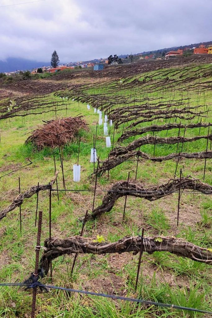 VINOS_ATLANTE_Finca_68 Vines protected from the wind using the braided cordon technique.