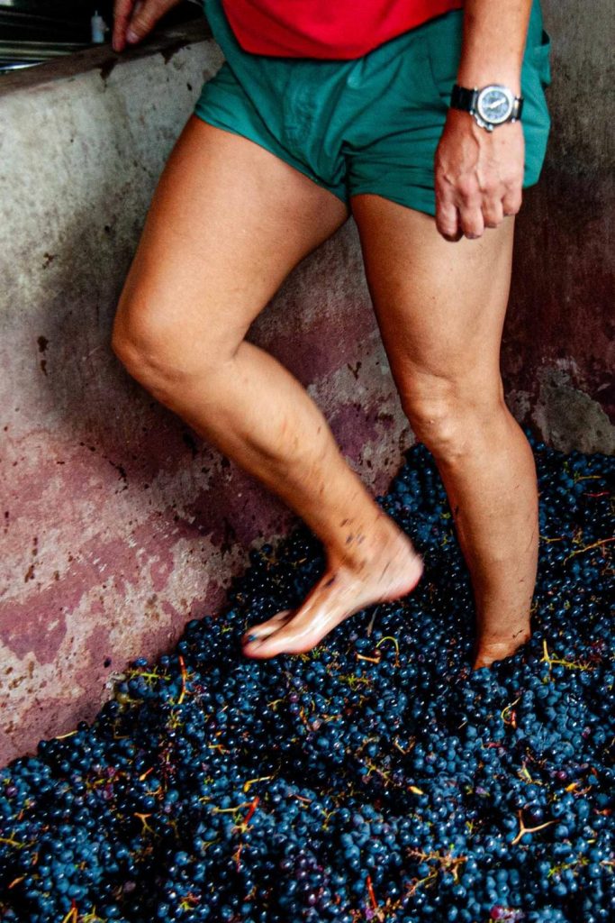 VINOS_ATLANTE_Finca_69 Man treading grapes to make wine.